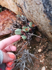 Conophytum bilobum