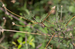 Bituminaria bituminosa