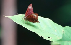 Abisara