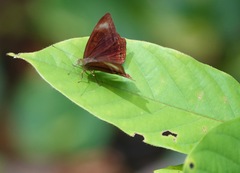 Abisara