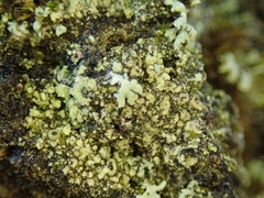 Hyperphyscia adglutinata