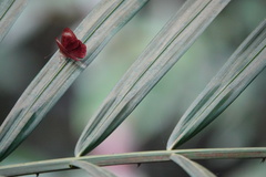 Abisara