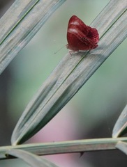Abisara
