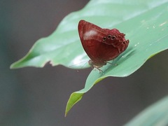 Abisara