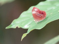 Abisara
