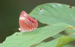 Abisara