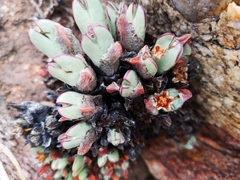 Conophytum bilobum
