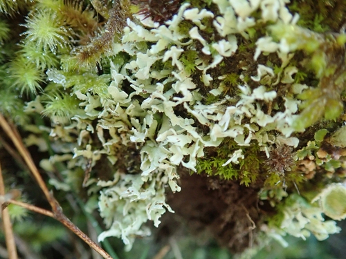 Cladonia sulcata