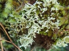 Cladonia neozelandica