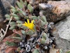 Conophytum bilobum