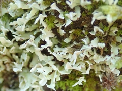 Cladonia neozelandica