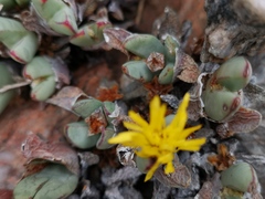 Conophytum bilobum