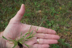 Panicum philadelphicum philadelphicum