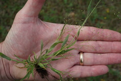 Panicum philadelphicum philadelphicum