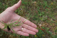 Panicum philadelphicum philadelphicum