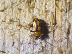 Ancylopus melanocephalus