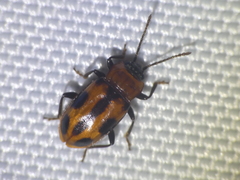Ancylopus melanocephalus