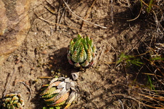 Haworthiopsis fasciata