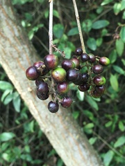 Ligustrum vulgare