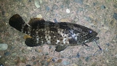 Epinephelus malabaricus