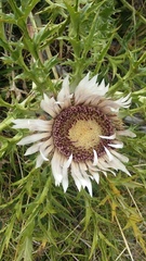 Carlina acaulis