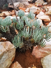 Tylecodon wallichii ecklonianus