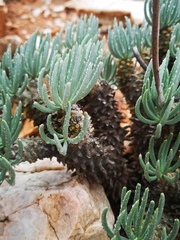 Tylecodon wallichii ecklonianus