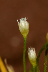 Eriocaulon minutum