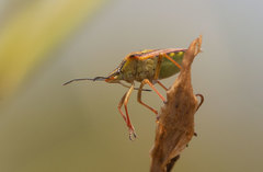 Carpocoris mediterraneus atlanticus