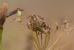Carpocoris mediterraneus atlanticus