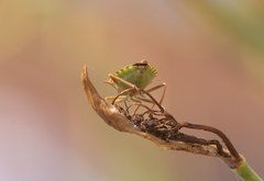 Carpocoris mediterraneus atlanticus