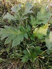 Heracleum sosnowskyi