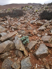 Tylecodon wallichii ecklonianus