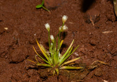 Eriocaulon minutum