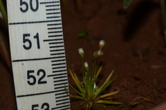 Eriocaulon minutum