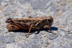 Melanoplus devastator