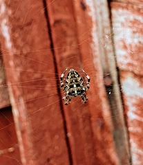 Araneus diadematus
