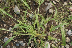 Panicum gattingeri