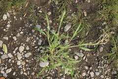 Panicum gattingeri