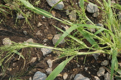 Panicum gattingeri