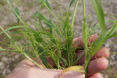 Panicum gattingeri