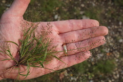 Eragrostis frankii