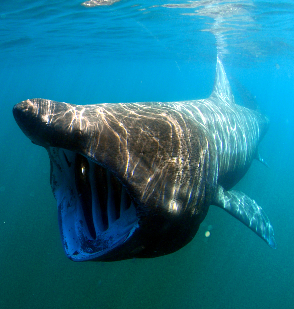 Basking Sharks