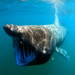 Basking Sharks - Photo 
Greg Skomal / NOAA Fisheries Service, no known copyright restrictions (public domain)