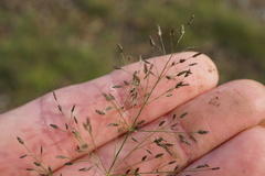 Eragrostis frankii