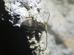 Parmena pubescens