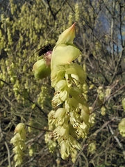 Corylopsis