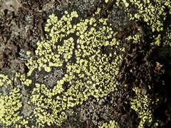 Rhizocarpon geographicum