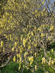 Corylopsis