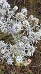 Eryngium planum